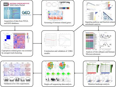 Identification of cuproptosis and immune-related gene prognostic signature in lung adenocarcinoma